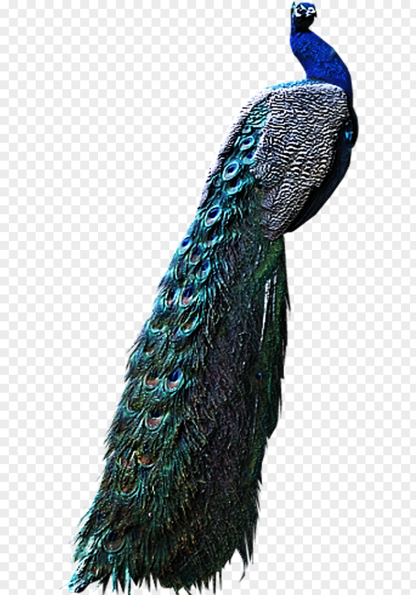 Peacock Bird Peafowl Pavo Clip Art PNG