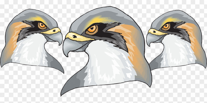 Penguin Bird Of Prey Beak Falcon PNG