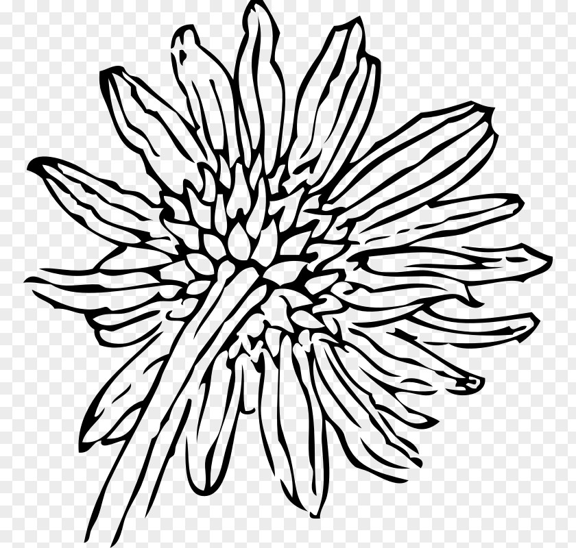 Sunflower Line Art Drawing Common Clip PNG