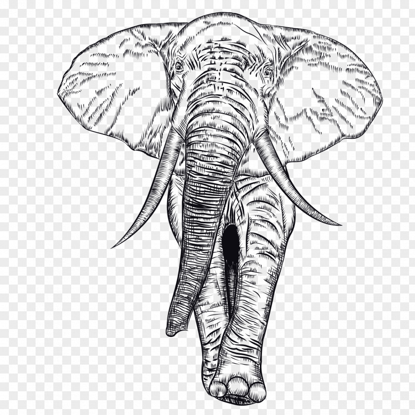 Vector Black Elephant African Indian Illustration PNG