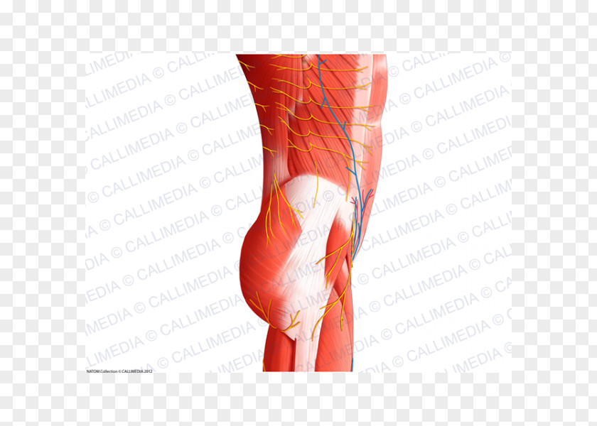 Abdomen Anatomy Thumb Muscle Nerve Blood Vessel PNG