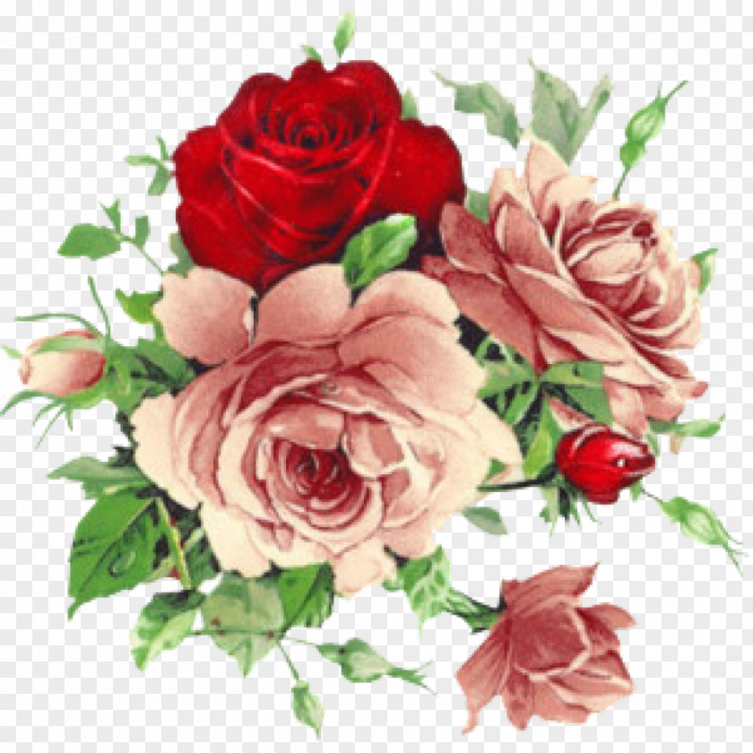 Banquet Vintage Roses: Beautiful Varieties For Home And Garden Flower Clip Art PNG