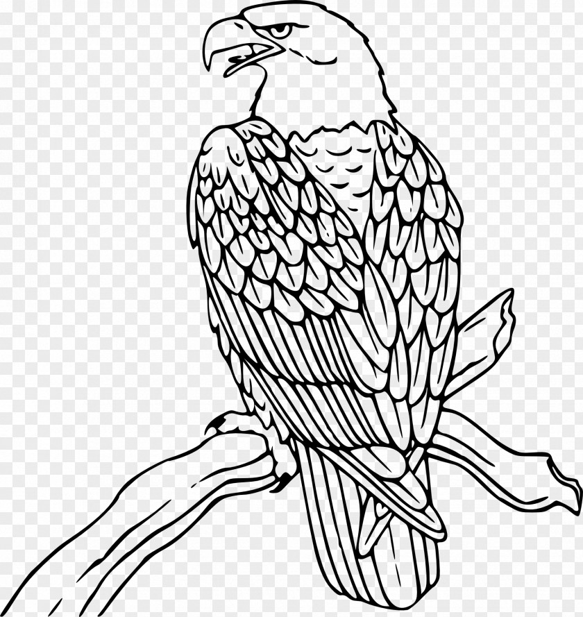 Eagle Bald Coloring Book Colouring Pages Golden PNG
