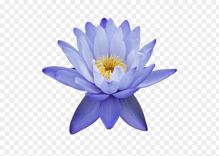 Lotus Buddha's Words Egyptian Nelumbo Nucifera Flower Nymphaea Nouchali Lilium PNG