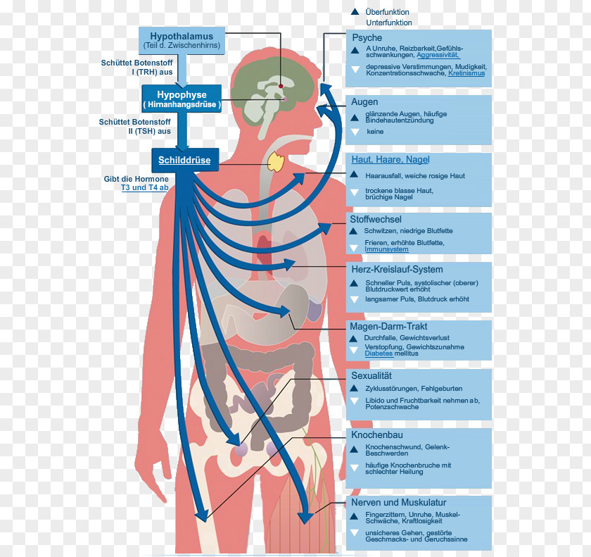 Nail Thyroid Hormones Iodine Human Body PNG