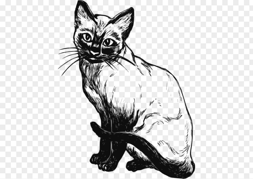 Siamese Cat Kitten Sphynx Drawing Clip Art PNG