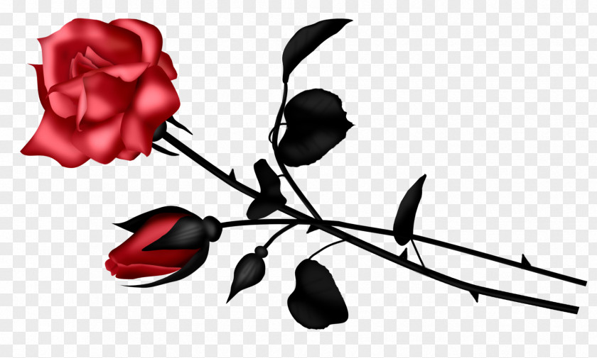 Stork Garden Roses Cut Flowers Floral Design Plant Stem PNG