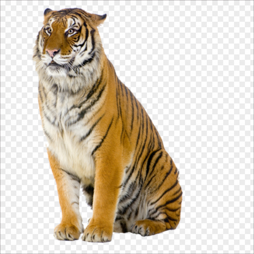 Tiger Pizza Steve Cat Stock Photography PNG