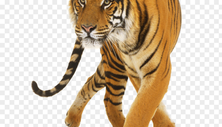 Tigger Download Clip Art Jaguar Lion Felidae PNG