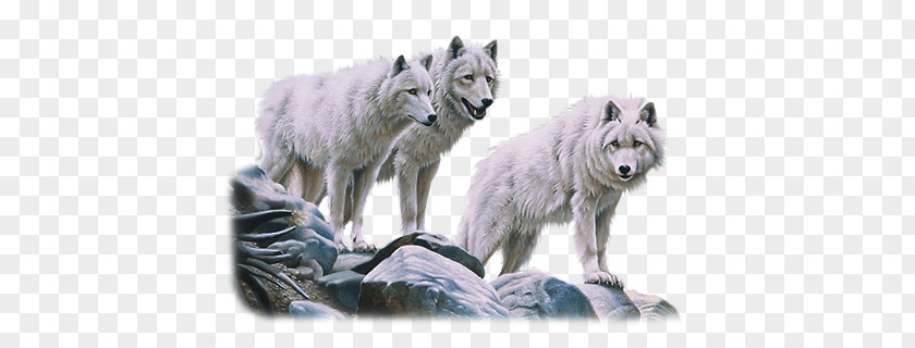 White Wolves PNG wolves clipart PNG