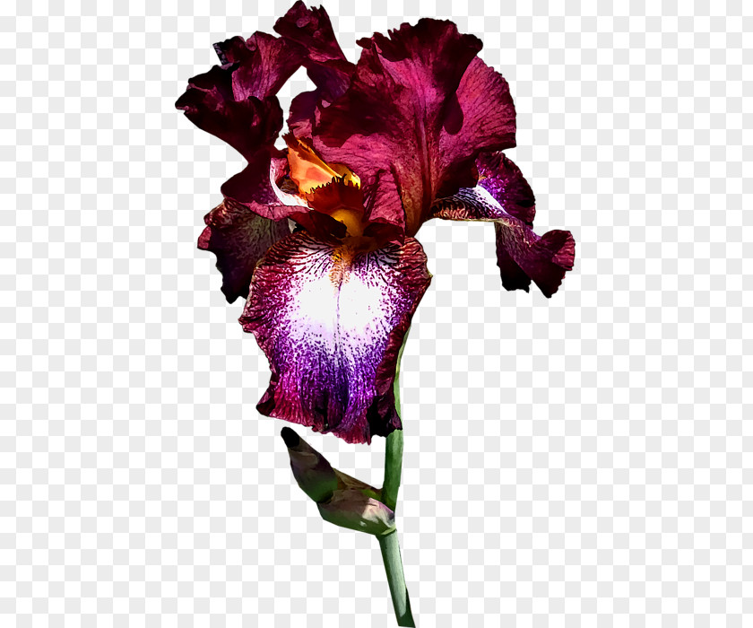 Wine Splash Violet Cattleya Orchids Family Violaceae PNG