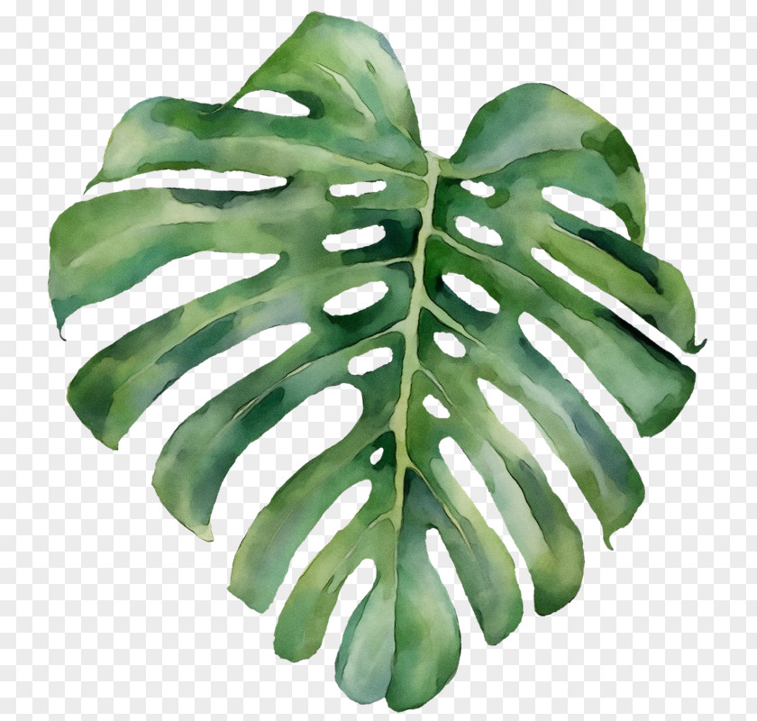 Fern Arum Family Tree Drawing PNG
