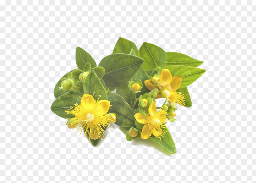 Green Garden Perforate St John's-wort Herbal Distillate Stock Photography PNG