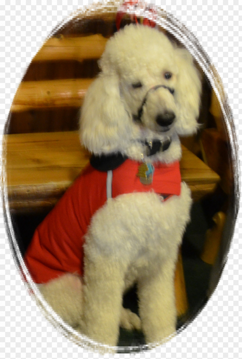 Puppy Standard Poodle Miniature Dog Breed PNG