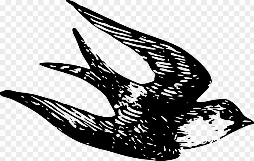 Sparrow Cliparts Swallow Clip Art PNG