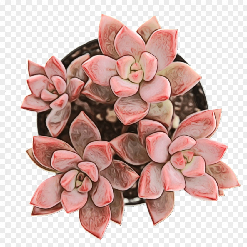 Stonecrop Family Petal Pink Flower Cartoon PNG