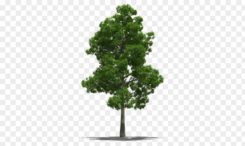 Tree Jamaica National Symbol Talipariti Elatum PNG