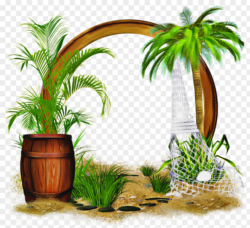Attalea Speciosa Jungle Summer Palm Tree PNG
