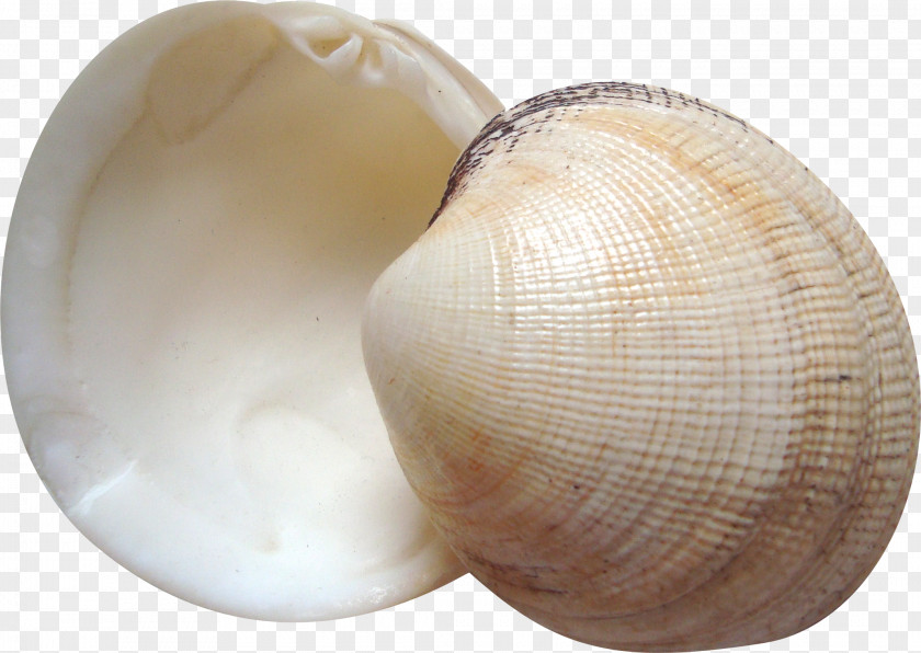 Beautiful Shells Cockle Seashell Clam PNG