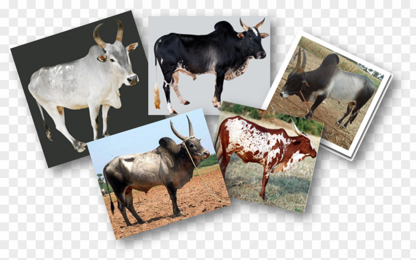 India Cattle Ox Breed Wildlife PNG