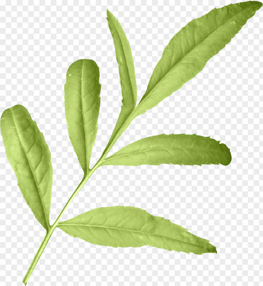 Leaf Herbalism Plant Stem Tree PNG