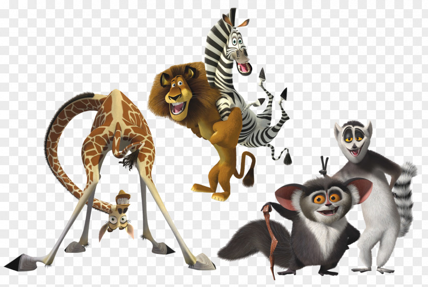 Madagascar Julien Animation Desktop Wallpaper Aye-aye PNG