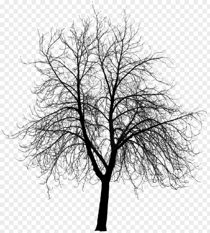 Sandalwood Tree Clip Art PNG