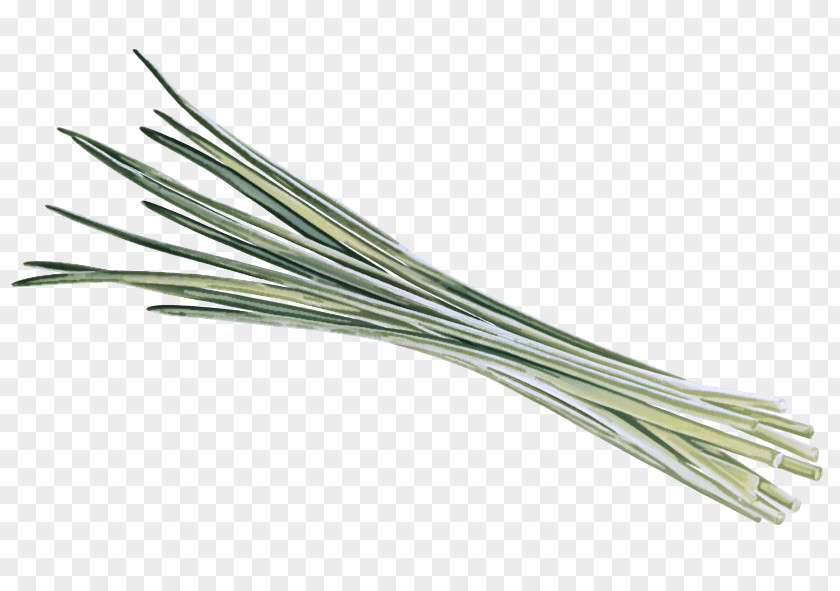 Scallion Welsh Onion Grasses Commodity PNG