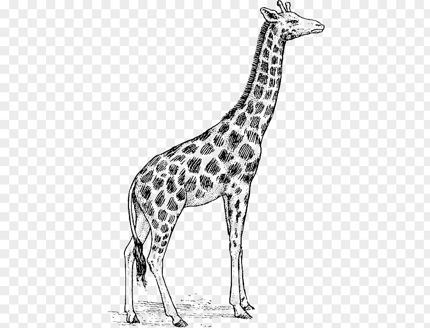 Beautiful Pink Water Stains Giraffe Drawing Art Clip PNG