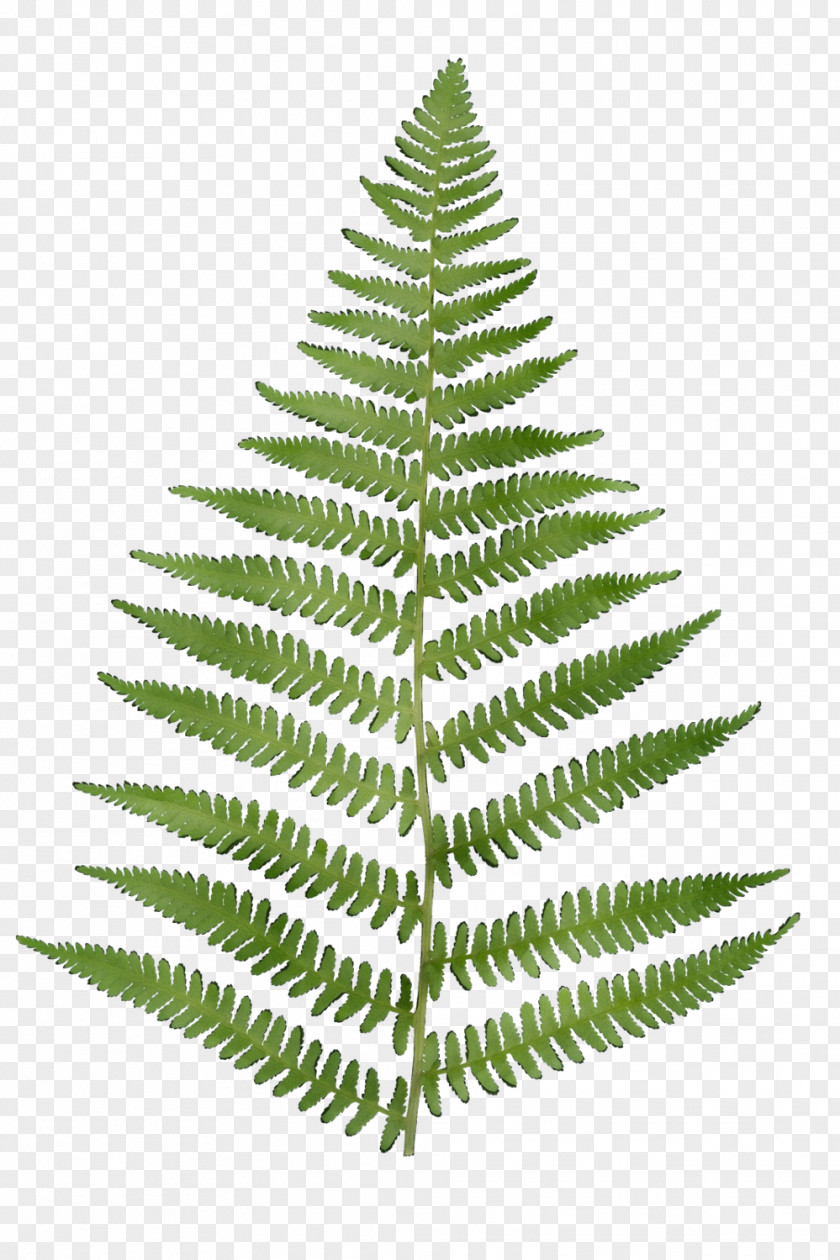 Fern Tree PNG