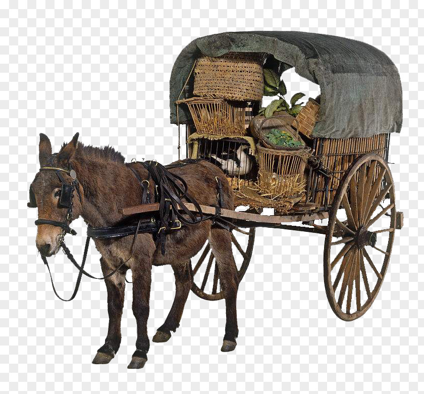 Mule Cart Pull Real Map Horse And Buggy PNG