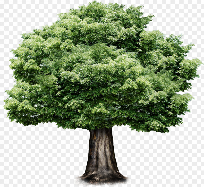 Tree,Greenery Tree PNG