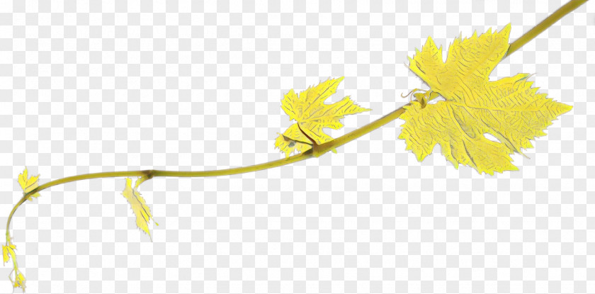 Twig Common Grape Vine Flowering Plant Stem Line PNG