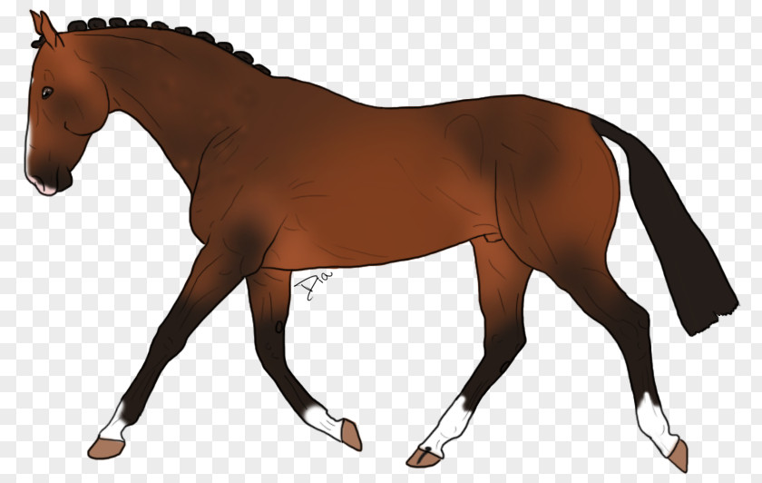 Alexander The Great Mane Appaloosa Stallion Mustang Rein PNG