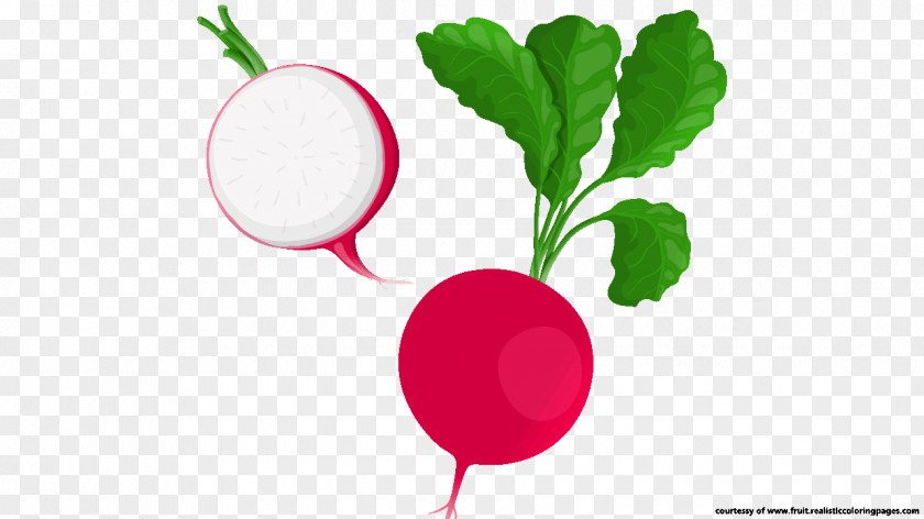 Beetroot Radish Vegetable Food Clip Art PNG