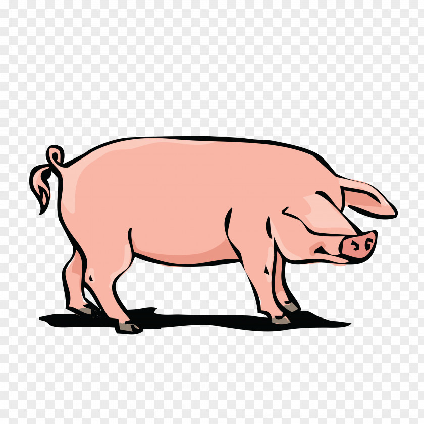 Boar Domestic Pig Pork Clip Art PNG