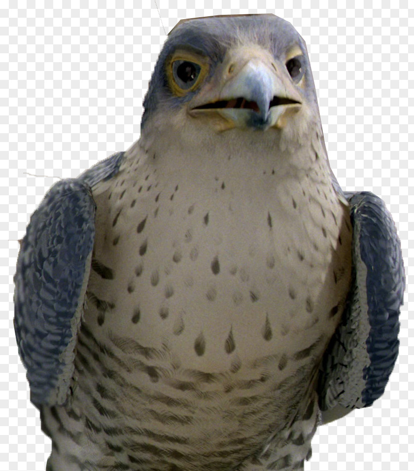 Falcon Margalo The Bird Evil Snowbell Stuart Little PNG
