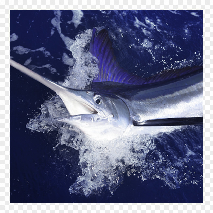 Fishing Cabo San Lucas Atlantic Blue Marlin White PNG