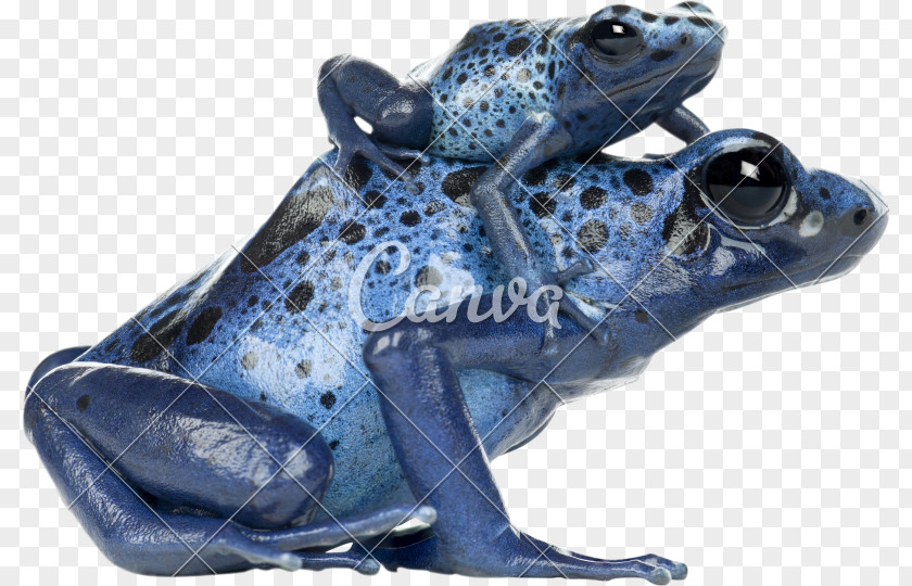 Frog Poison Dart Blue Green And Black PNG