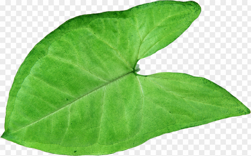 Green Leaves Plant Pathology Leaf Herb PNG