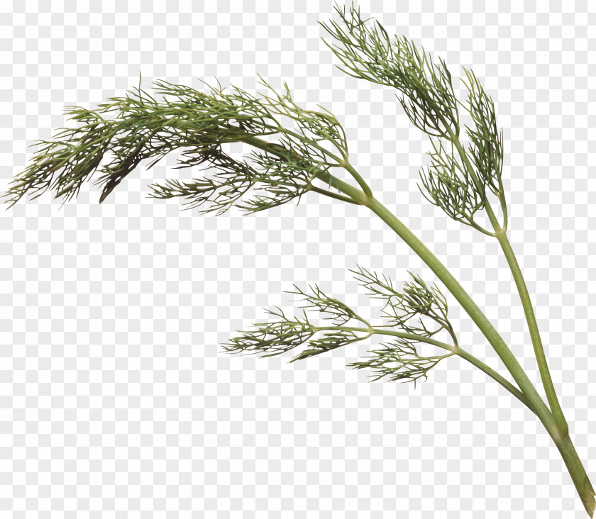 Herbs Dill Parsley Cumin Herb Coriander PNG