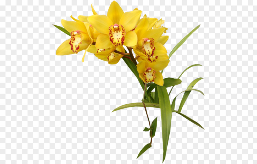 Orchids Yellow Clip Art PNG