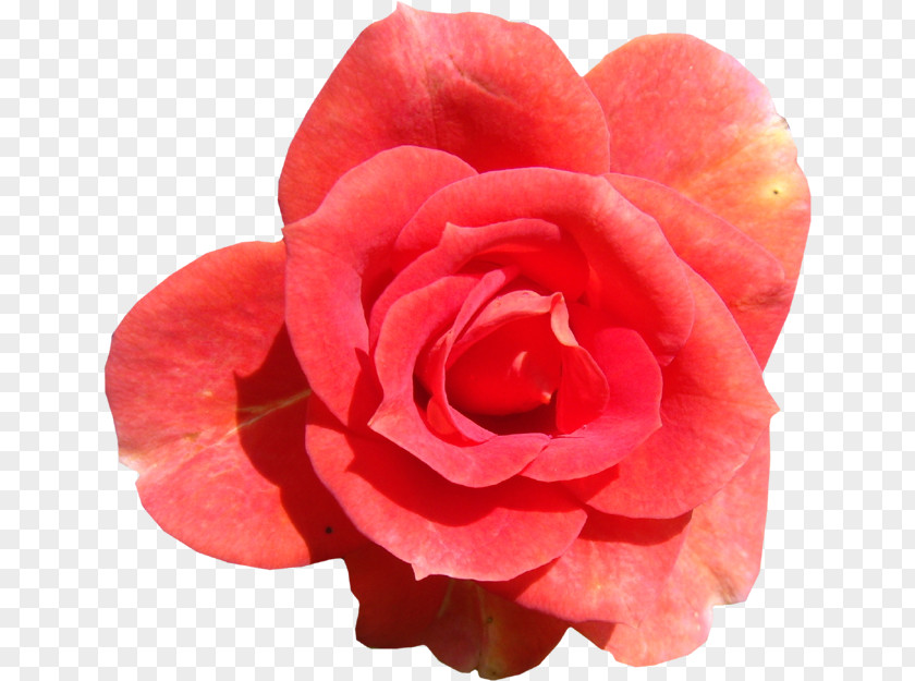 Flower Garden Roses Centifolia Pink PNG