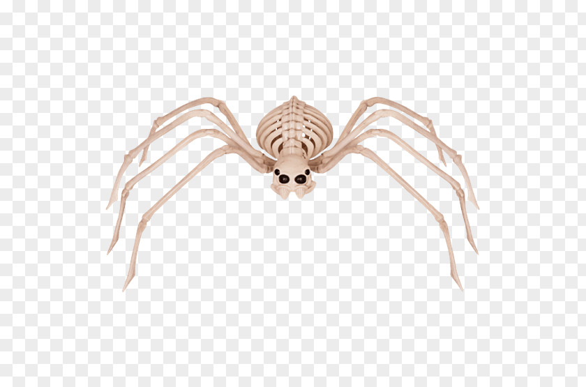 Spider Human Skeleton Bone Skull PNG