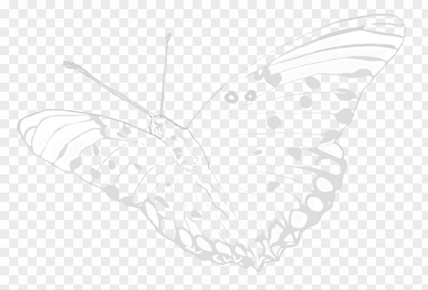 Butterfly Brush-footed Butterflies Moth Sketch PNG