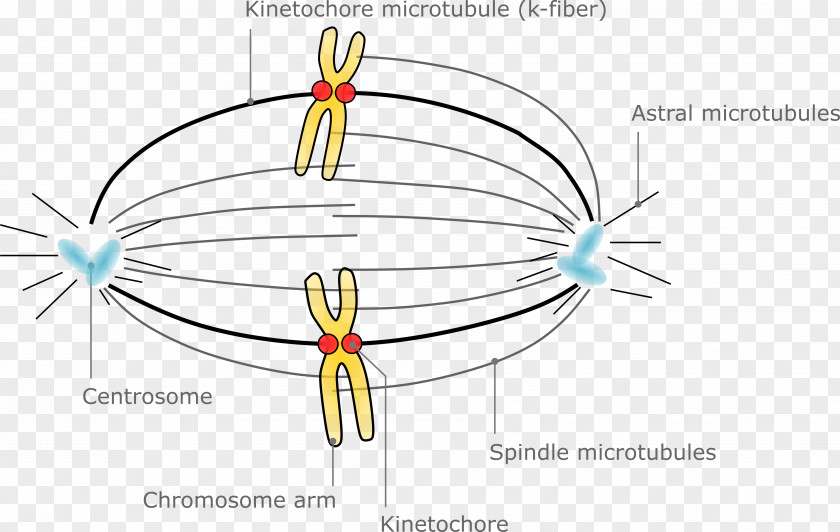 Chromosome Structure Microtubule Spindle Apparatus Oocyte Meiotic Segregation Meiosis PNG