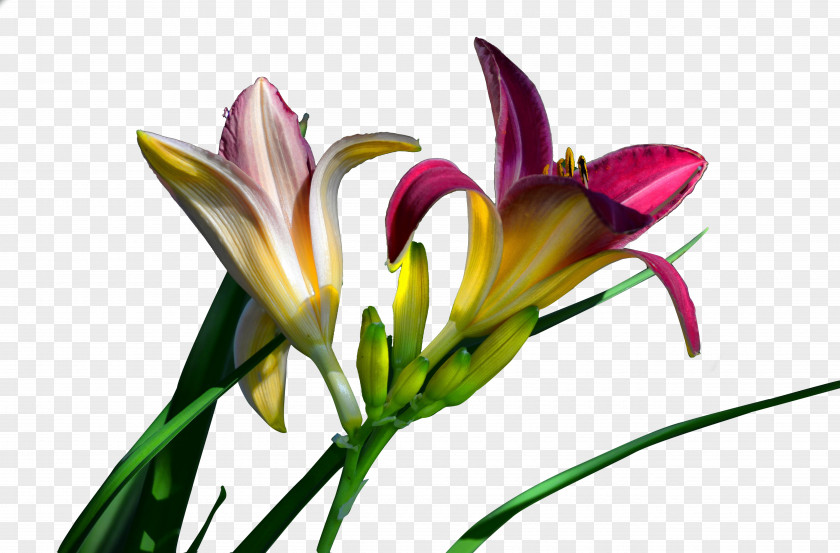 Daylily Material Long Yellow Lilium Plant PNG