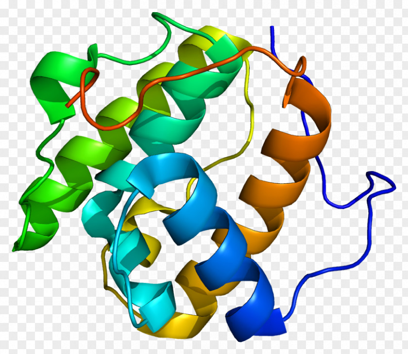 MAPRE1 Protein Human Gene TERF1 PNG