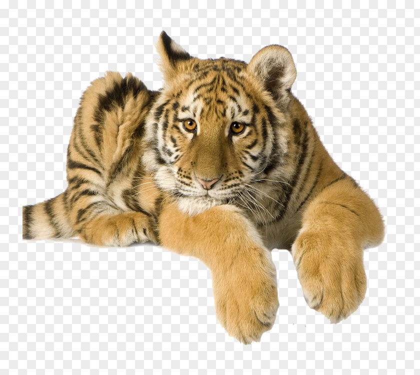 Tiger High-definition Video Stock Photography 1080p PNG