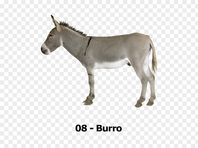 Burro T-shirt Mule Donkey Horse Animal Sound For Kids PNG